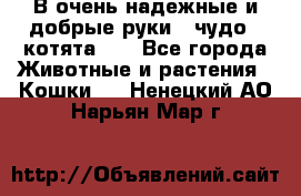 В очень надежные и добрые руки - чудо - котята!!! - Все города Животные и растения » Кошки   . Ненецкий АО,Нарьян-Мар г.